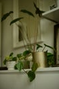 potted green philodendron and alocasia plants on white dresser