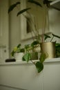 potted green philodendron and alocasia plants on white dresser