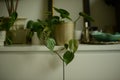 potted green philodendron plants on white dresser