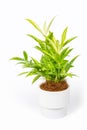 Potted green plant isolated on white