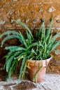 Potted green plant - Old World Forkedfern Dicranopteris linearis at ancient wall in a beautiful small courtyard of Alhambra, Gra