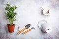 Potted green plant, parlour palm Chamaedorea elegans,  watering can and gardening tools on concrete background. Home decor and Royalty Free Stock Photo