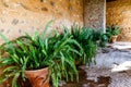Potted green plants - Old World Forkedfern Dicranopteris linearis at ancient wall in a beautiful small courtyard of Alhambra, Gr