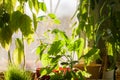 Potted green plants on window sill indoors Royalty Free Stock Photo