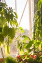 Potted green plants on window sill indoors Royalty Free Stock Photo