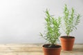 Potted green rosemary bushes grey background. Space for text