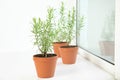 Potted green rosemary bushes on sill