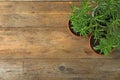 Potted green rosemary bushes on wooden background, flat lay