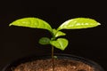 Potted Green Tea Plant in Pot Royalty Free Stock Photo