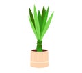 Potted green yucca plant with thick leaves, indoor houseplant in a wooden pot. Home or office decor greenery. Yucca