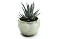 Potted Haworthia Attenuata or Zebra Plant, Zebra Haworthia