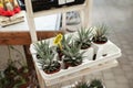 Beautiful potted haworthia plants on holder in garden center