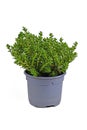Potted Hebe \'Green Boys\' garden plant