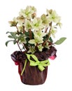 Potted Helleborus White Beauty