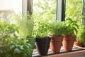 potted herb garden on patio or windowsill