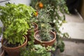 Potted herbs in garden setting