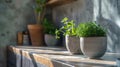 Potted herbs on a kitchen counter with sunlight Royalty Free Stock Photo