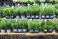 Potted herbs like oregano, marjoram or rosemary at market