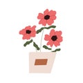 Potted home flowers. Blooming floral plant growing in flowerpot. Gentle blossomed anemone buds. Pretty delicate