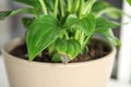 Potted home plant with leaf blight disease on  blurred background Royalty Free Stock Photo