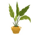 Potted house plant. Foliage houseplant growing in flowerpot. Green leaf decoration for home interior. Natural indoor decor. Hand Royalty Free Stock Photo