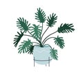 Potted house plant, thaumatophyllum xanadu. Interior houseplant growing in planter. Indoor leaf decor in flowerpot. Room