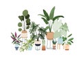 Potted house plants composition. Green-leaf houseplants and succulents in planters, baskets, flowerpots. Indoor home