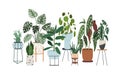 Potted house plants composition. Home and office interior houseplants. Modern green leaf, succulent, cactus decoration Royalty Free Stock Photo