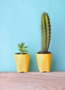 Potted houseplant on blue wall