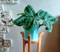 Potted houseplant calathea in a Biscay Green pot near a gray wall on a wooden stand