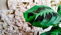 potted houseplant calathea with waterdrops in front of artificial stone wall