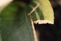 Potted houseplant with damaged leaves, closeup view