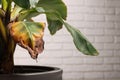 Potted houseplant with damaged leaves indoors, closeup