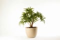  Potted Houseplant - Indoor Nature and Greenery