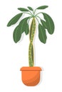 Spurge palm potted houseplant