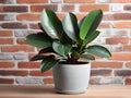 potted houseplant on wooden table