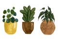 3 potted houseplants - pilea, maranta and polka dot begonia.