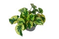 Potted \'Houttuynia Cordata Chameleon\' plant