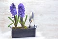 Potted hyacinth in box with shovel