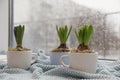 Potted hyacinth flowers on plaid near window