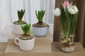 Potted hyacinth plants and tulips with bulbs on wooden table Royalty Free Stock Photo