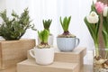 Potted hyacinth plants and tulips with bulbs on wooden table Royalty Free Stock Photo