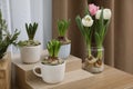 Potted hyacinth plants and tulips with bulbs on wooden table Royalty Free Stock Photo