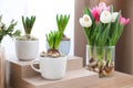 Potted hyacinth plants and tulips with bulbs on wooden table Royalty Free Stock Photo