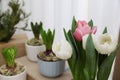 Potted hyacinth plants and tulips with bulbs on wooden table, closeup Royalty Free Stock Photo