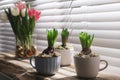 Potted hyacinth plants and tulips with bulbs on wooden table