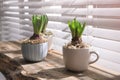Potted hyacinth plants on wooden table near window
