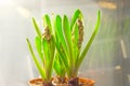 Potted hyacinths with bud before spring flowering Royalty Free Stock Photo