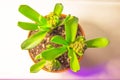 Potted hyacinths with bud before spring flowering Royalty Free Stock Photo