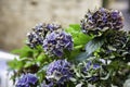 Potted hydrangeas